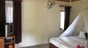 Hello Islands | The Jungle Club