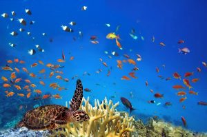 Hello Islands | Koh Tao